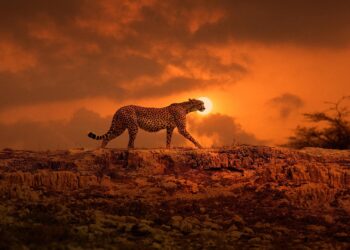Ghepardul