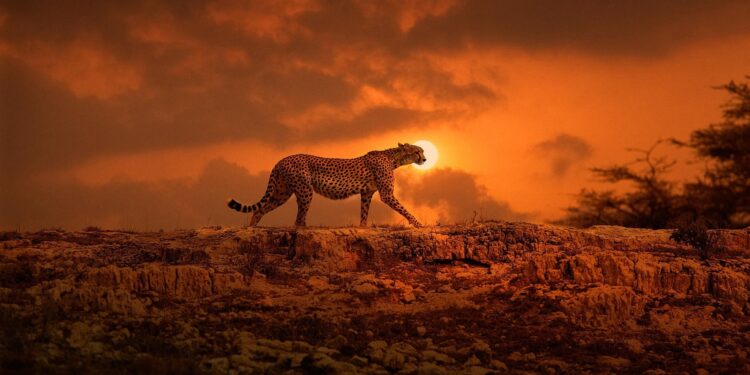 Ghepardul